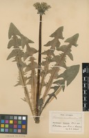 Syntype of Taraxacum ancistrolobum Dahlst. [family ASTERACEAE]