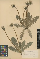 Syntype of Taraxacum ancistrolobum Dahlst. [family ASTERACEAE]