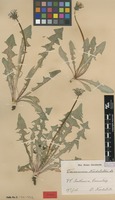 Syntype of Taraxacum nordstedtii Dahlst. [family ASTERACEAE]