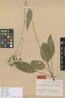 Isolectotype of Hieracium silvaticum Porta subsp. integratum Dahlst. [family ASTERACEAE]