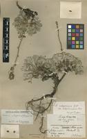 Lectotype of Acaena integerrima Gill. var. subpilosicupula Bitter [family ROSACEAE]
