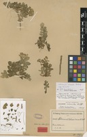Lectotype of Solanum acaule Bitter [family SOLANACEAE]