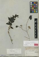 Isolectotype of Casearia eriophora C.Wright ex Griseb. [family SALICACEAE]