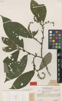 Paratype of Triolena pedemontana Wurdack [family MELASTOMATACEAE]