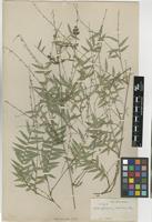 Type of Arthrostylidium distichum Pilg. [family POACEAE]