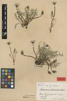 Isolectotype of Taraxacum rubicundum Dahlst. [family ASTERACEAE]
