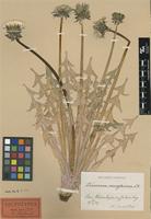 Lectotype of Taraxacum acroglossum Dahlst. [family ASTERACEAE]