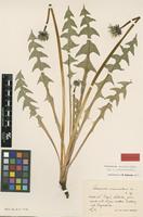 Isolectotype of Taraxacum acuminatum Markl. [family ASTERACEAE]