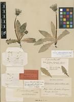 Lectotype of Taraxacum cornutum Dahlst. var. pruinatum Dahlst. [family ASTERACEAE]
