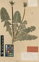 Lectotype of Taraxacum ancistrolobum Dahlst. [family ASTERACEAE]