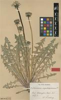 Isolectotype of Taraxacum angustisquameum Dahlst. & H.Lindb. [family ASTERACEAE]