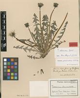 Lectotype of Taraxacum atrovirens Dahlst. [family ASTERACEAE]