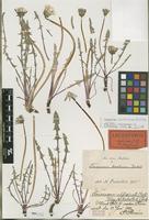 Lectotype of Taraxacum balticum Dahlst. [family ASTERACEAE]