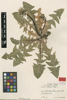Isotype of Taraxacum coartatum G.E.Haglund [family ASTERACEAE]