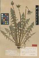 Isolectotype of Taraxacum cordatum Palmgr. [family ASTERACEAE]