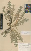 Isotype of Taraxacum corynodes G.E.Haglund [family ASTERACEAE]