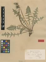 Isolectotype of Taraxacum dahlstedtii H.Lindb. [family ASTERACEAE]