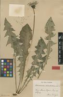 Isolectotype of Taraxacum dilatatum H.Lindb. [family ASTERACEAE]