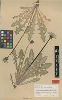 Isolectotype of Taraxacum fasciatum Dahlst. [family ASTERACEAE]