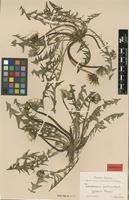 Isolectotype of Taraxacum fulvum Raunk. [family ASTERACEAE]