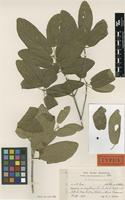 Type of Guettarda lacornea Urb. & Ekman [family RUBIACEAE]