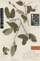 Type of Guettarda crenulata Urb. & Ekman [family RUBIACEAE]