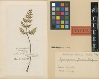 Type of Acrostichum flavens Sw. [family NOTHOLAENACEAE]