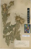 Isotype of Onopordum corymbosum Willk. subsp. visegradense Franco [family ASTERACEAE]