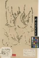 Type of Euxolus sclerantoides Andersson [family AMARANTHACEAE]