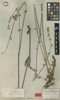 Syntype of Froelichia lanata (Kunth) Moq. var. procera Seub. & Mart. [family AMARANTHACEAE]