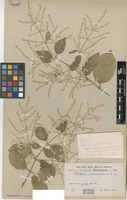 Type of Pfaffia occidentalis R.E.Fr. [family AMARANTHACEAE]