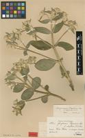 Syntype of Gomphrena regeliana Seub. f. albiflora R.E.Fr. [family AMARANTHACEAE]