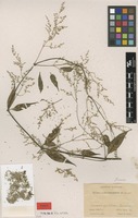 Type of Iresine costaricensis Standl. [family AMARANTHACEAE]