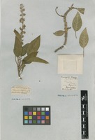 Filed as Phytolacca dioica L. [family PHYTOLACCACEAE]