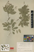 Syntype of Helietta puberula R.E.Fr. [family RUTACEAE]