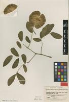 Type of Bulnesia carrapo Killip & Dugand [family ZYGOPHYLLACEAE]