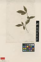 Type of Nandina domestica Thunb. [family BERBERIDACEAE]