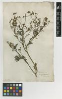 Filed as Senecio aegyptius L. [family ASTERACEAE]