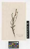 Filed as Antirrhinum chalepense L. [family PLANTAGINACEAE]