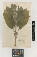 Filed as Stachys cretica L. [family LAMIACEAE]