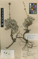 Isolectotype of Acaena integerrima Gill. var. subpilosicupula Bitter [family ROSACEAE]