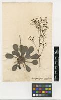 Filed as Saxifraga umbrosa L. [family SAXIFRAGACEAE]