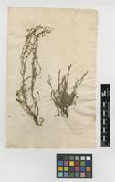 Filed as Rumex acetosella L. [family POLYGONACEAE]