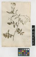 Filed as Solanum peruvianum L. [family SOLANACEAE]