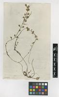 Filed as Isnardia palustris L. [family LYTHRACEAE]