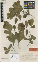 Type of Cinnamodendron ekmanii Sleumer [family CANELLACEAE]
