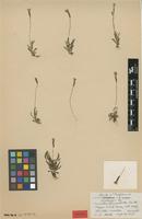Isotype of Mimulus primuloides Benth. var. linearifolius A.L.Grant [family SCROPHULARIACEAE]