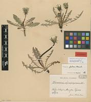 Isolectotype of Taraxacum schizophyllum Dahlst. [family ASTERACEAE]