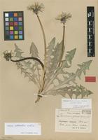 Lectotype of Taraxacum granvinense Dahlst. [family ASTERACEAE]