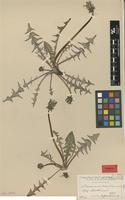 Isotype of Taraxacum haematopus H.Lindb. [family ASTERACEAE]